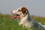 BORDER COLLIE 1416